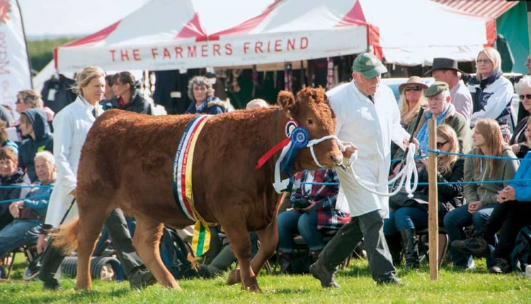 Parading prize-winning cattle at Kingsbridge Show